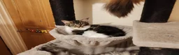 Maine Coon cats for sale: Lovely maine coon kittens - Advert 19