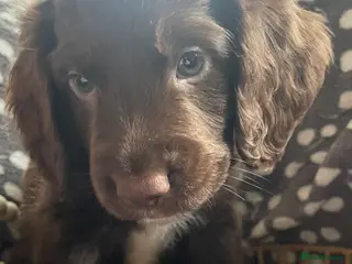 Cocker Spaniel dogs Stunning Cocker spaniel puppies for sale - Advert 1