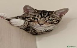 Ragdoll cats for sale: 2 Ragdoll Kittens " Adult Ragdolls 1 Bengal - Image 6