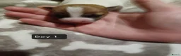 Jack Russell dogs for sale:  Minature Jack Russell Terrier Puppies. - Advert 8