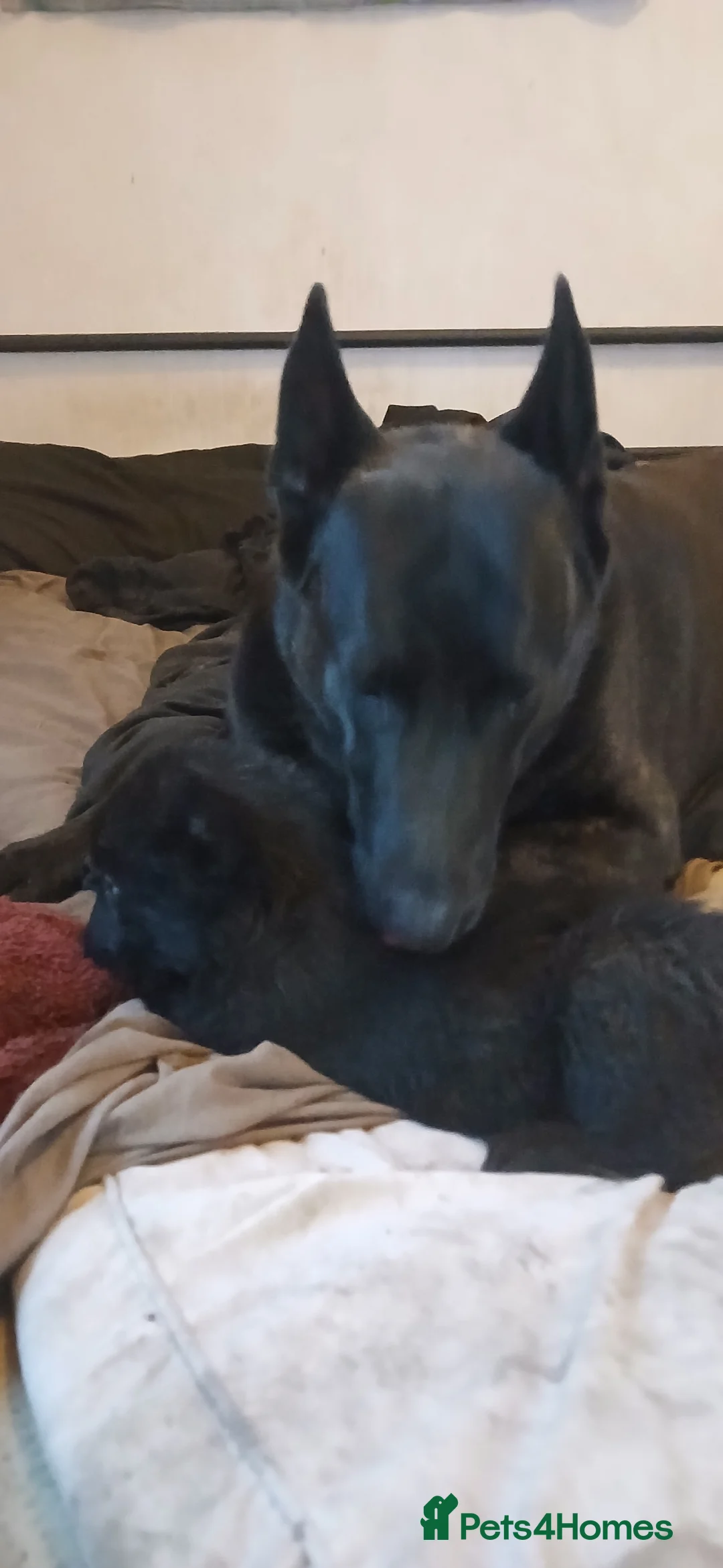 Mixed Breed dogs for sale: Dutch/ german shepherd pups - Advert 18