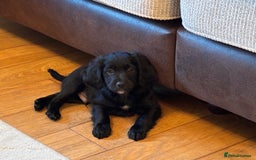 Mixed Breed dogs for sale:  Cockerainan   - Image 1