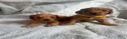 Cockapoo dogs for sale: Beautiful cockerpoo puppies for sale  in Dartford - Advert 6