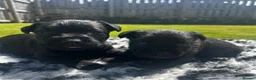 Patterdale Terrier dogs for sale: Patterdale Puppies For Sale - Advert 7