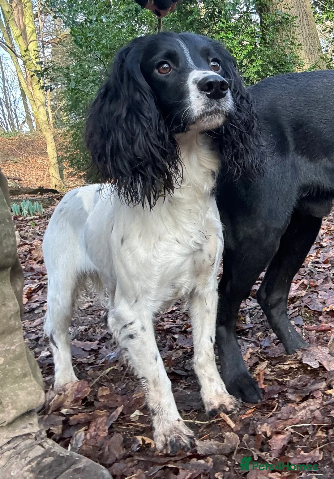 English Springer Spaniel dogs for stud:  Black & White English Springer Spaniel For Stud - Advert 2