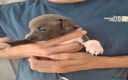 Italian Greyhound dogs for sale: Classic Italian greyhound babies  - Image 9