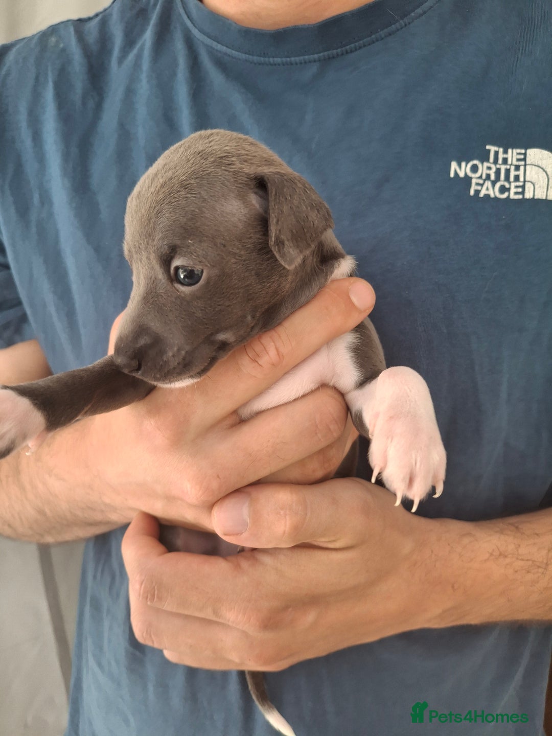 Italian Greyhound dogs for sale: Classic Italian greyhound babies  - Image 9