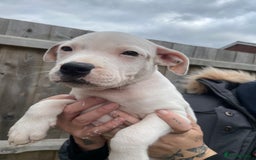 Staffordshire Bull Terrier dogs for sale: Beautiful staff pups for sale - Image 24