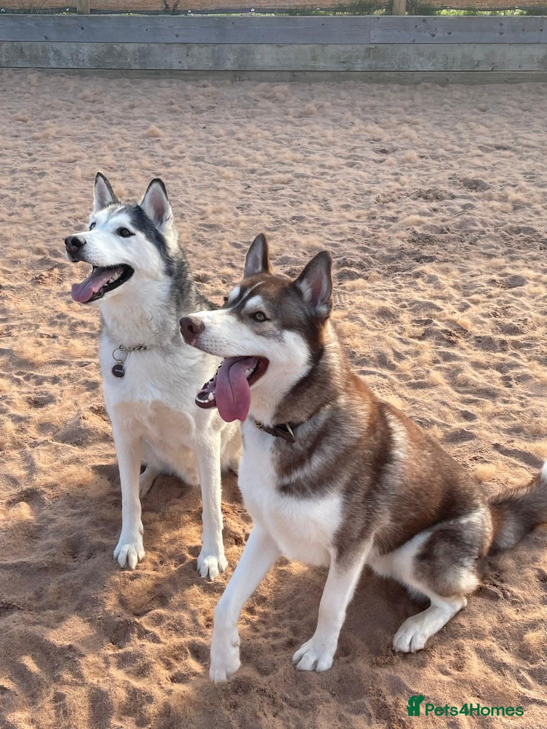 Siberian Husky dogs for sale: Siberian husky male (buck) - Image 15