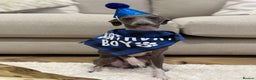Italian Greyhound dogs for stud: BLUE ITALIAN GREYHOUND FOR STUD  - Advert 4