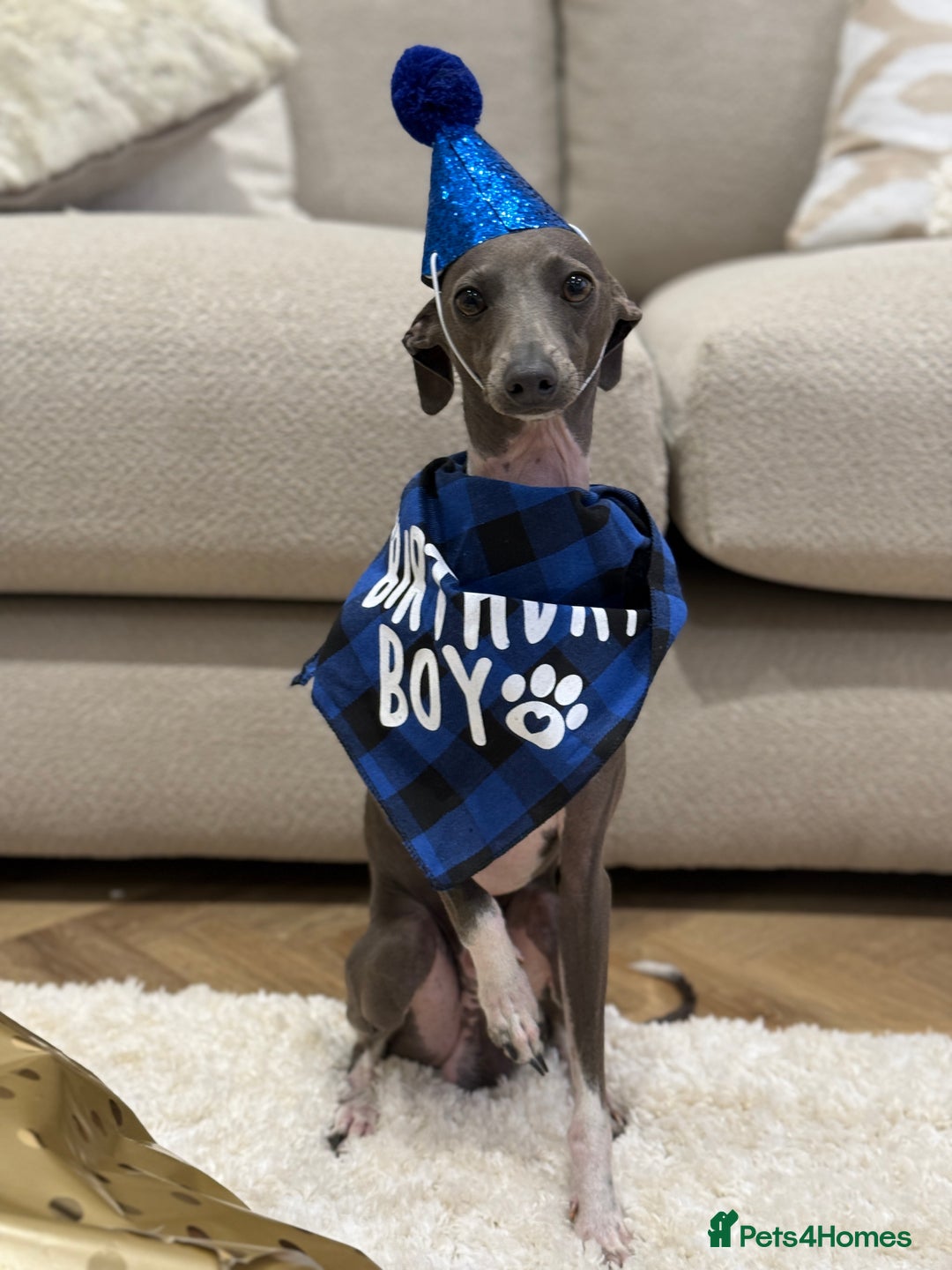 Italian Greyhound dogs for stud: BLUE ITALIAN GREYHOUND FOR STUD  - Advert 4