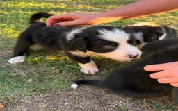 Border Collie dogs for sale: 10 Beautiful Border Collie Puppies - Image 1