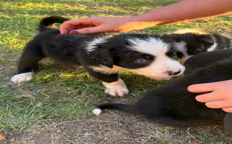 Border Collie dogs - Advert 6