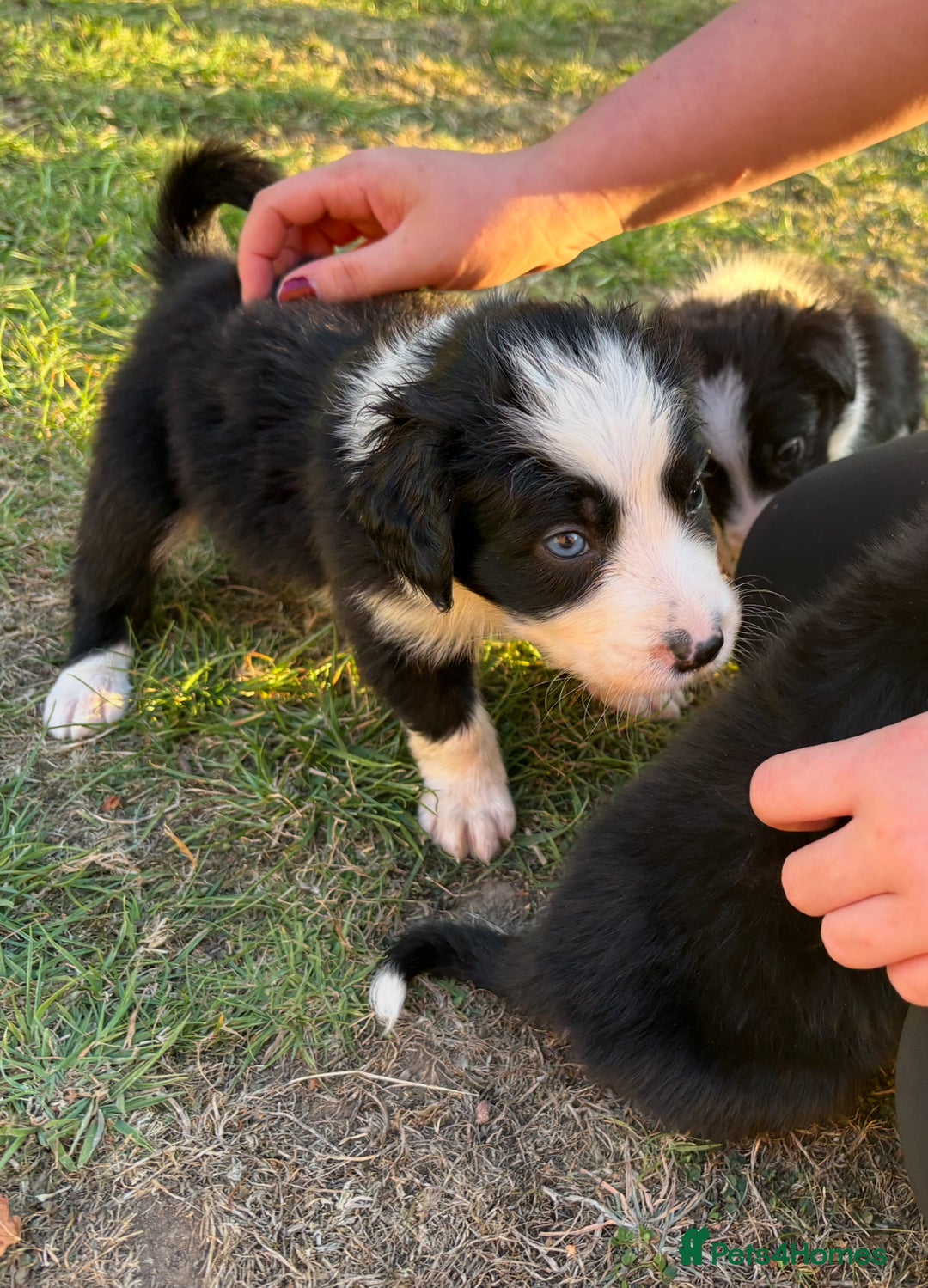 Border Collie dogs for sale: 10 Beautiful Border Collie Puppies - Image 1