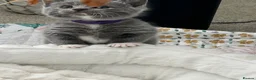 British Shorthair cats for sale: Bella,s British Shorthairs 🐾🩷🩵 - Advert 9