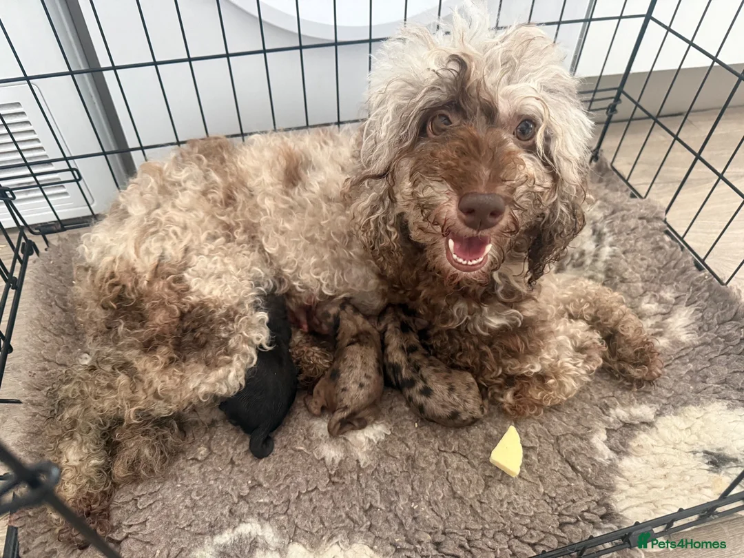 Cavapoo dogs for sale: F1 rare chocolate/choc Merle Cavapoo pups - Advert 2