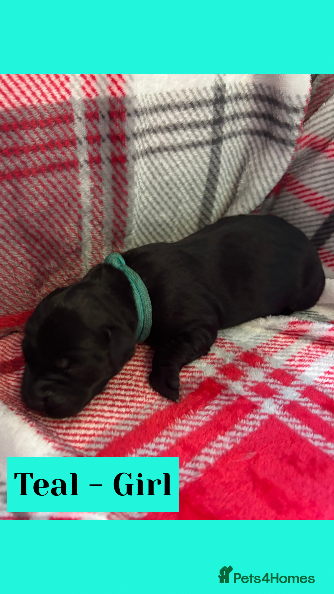 Goldador dogs for sale: Goldador puppies - Image 6