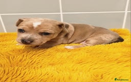 Jack Russell dogs for sale: Lilac Merle jack russell boy - Image 2