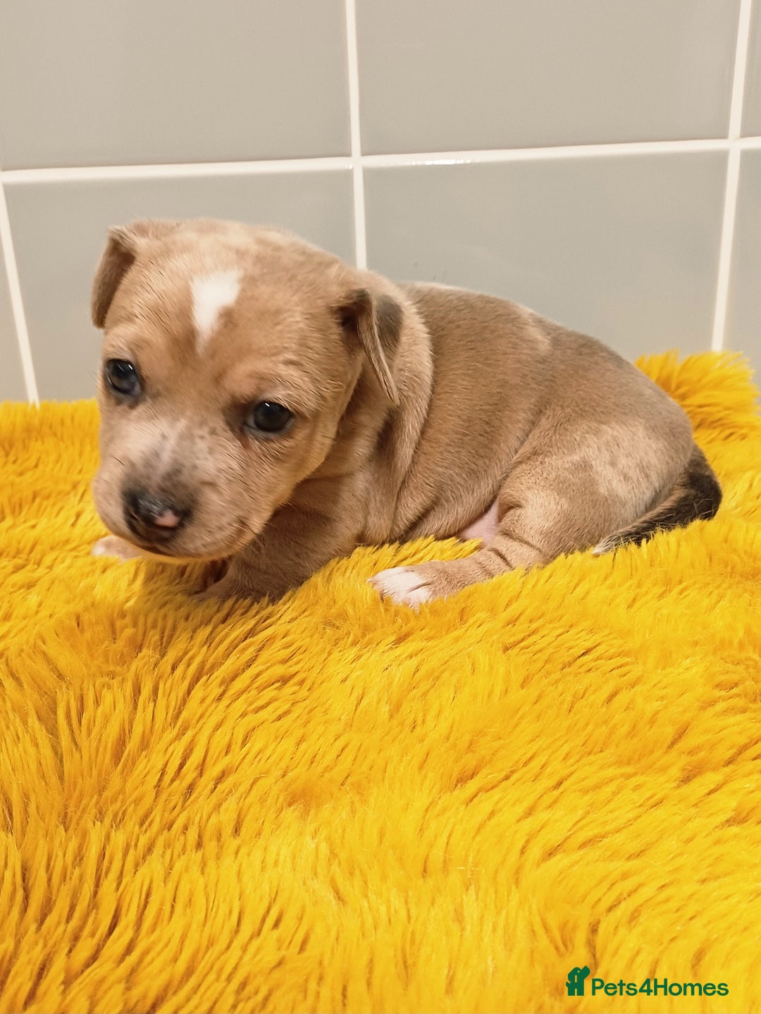 Jack Russell dogs for sale: Lilac Merle jack russell boy - Image 2