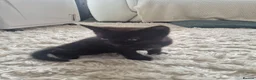Mixed Breed cats for sale: 2 Boy Kittens in Mitcham - Advert 7