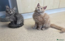 Maine Coon cats for sale: Last 2 boys left   - Image 10