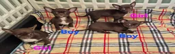 Chihuahua dogs for sale: ❤️Stunning Chocolate Chihuahua Puppies 🐾 - Advert 2