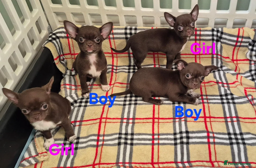 Chihuahua dogs for sale: ❤️Stunning Chocolate Chihuahua Puppies 🐾 - Advert 2