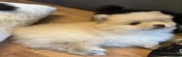 Pomeranian dogs for sale: Gorgeous fluffy Pomeranian puppies - Advert 7