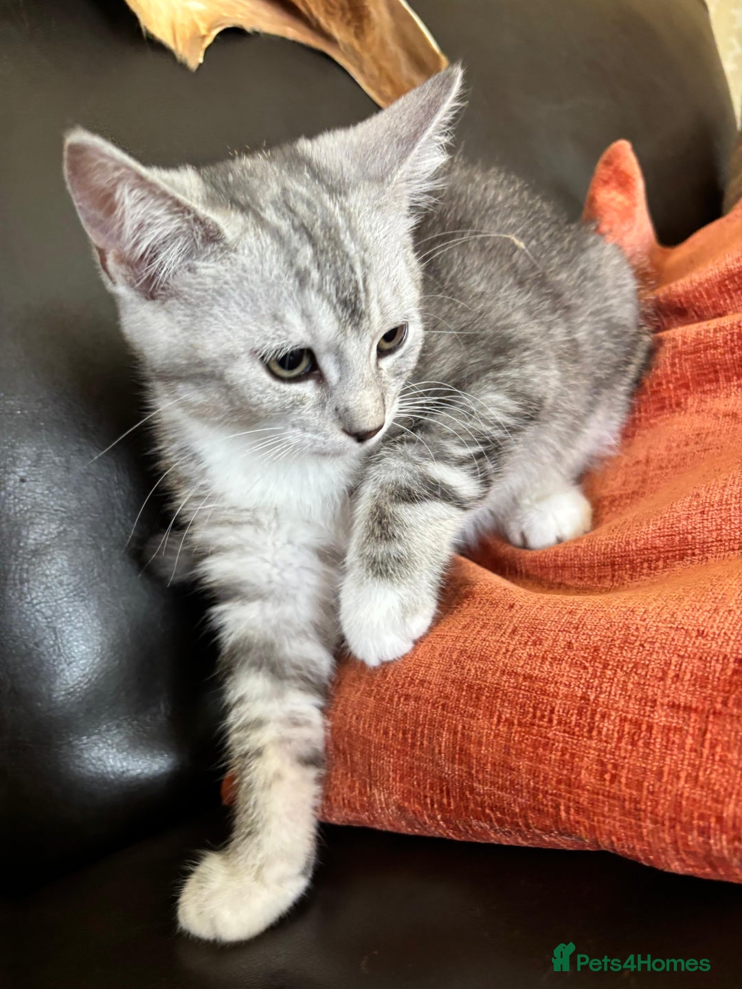 Mixed Breed cats for sale: 12 kittens 3 litters ready to reserve in St Albans - Image 22