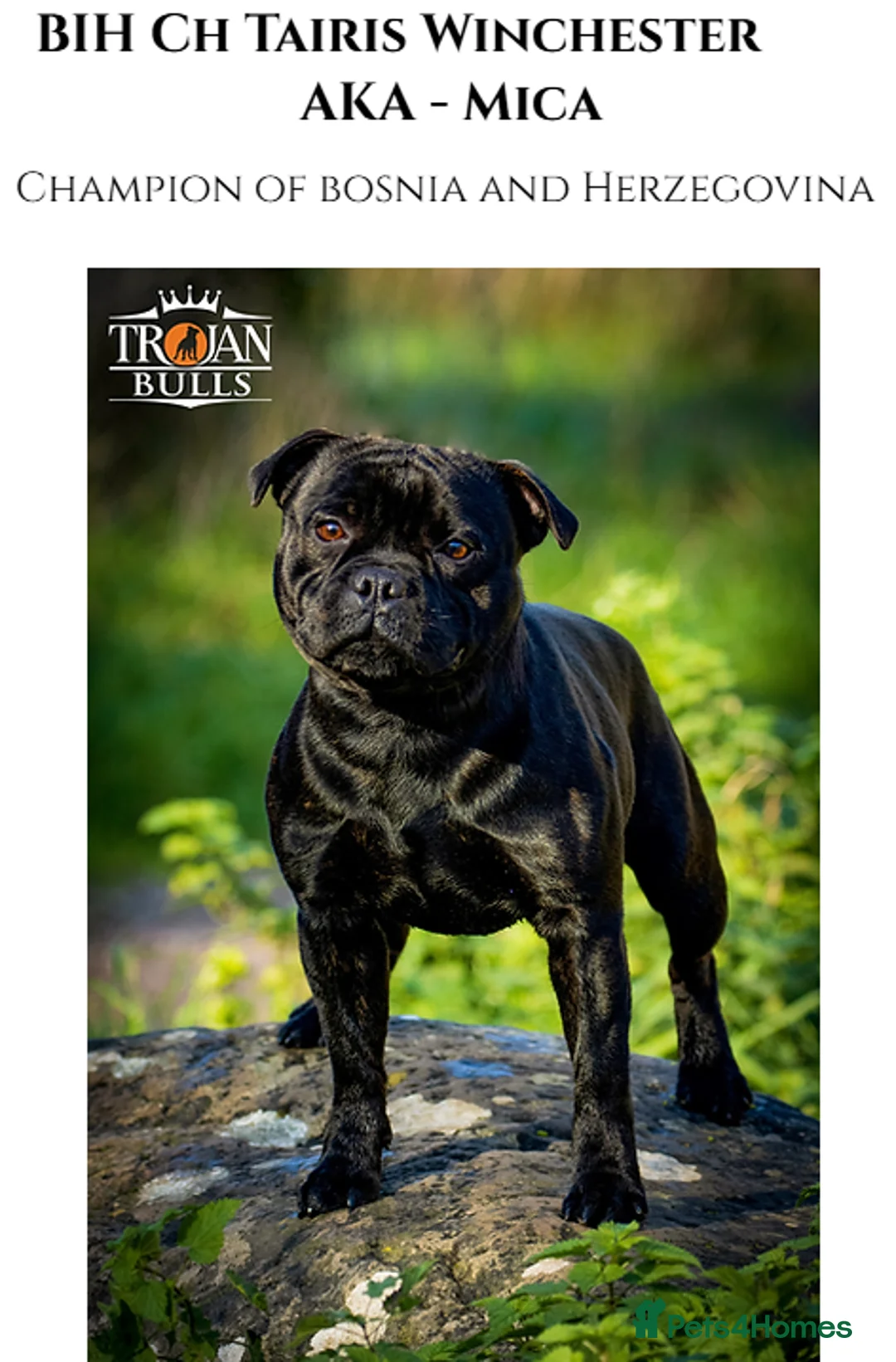 Staffordshire Bull Terrier dogs for stud: 🏆TROJANBULLS CHAMPION STAFFORD STUDS🏆 in Basingstoke - Advert 4