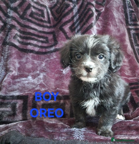 Mixed Breed dogs - Advert 15