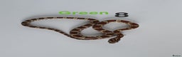 Corn Snake reptiles for sale: Baby Cornsnakes  - Advert 12