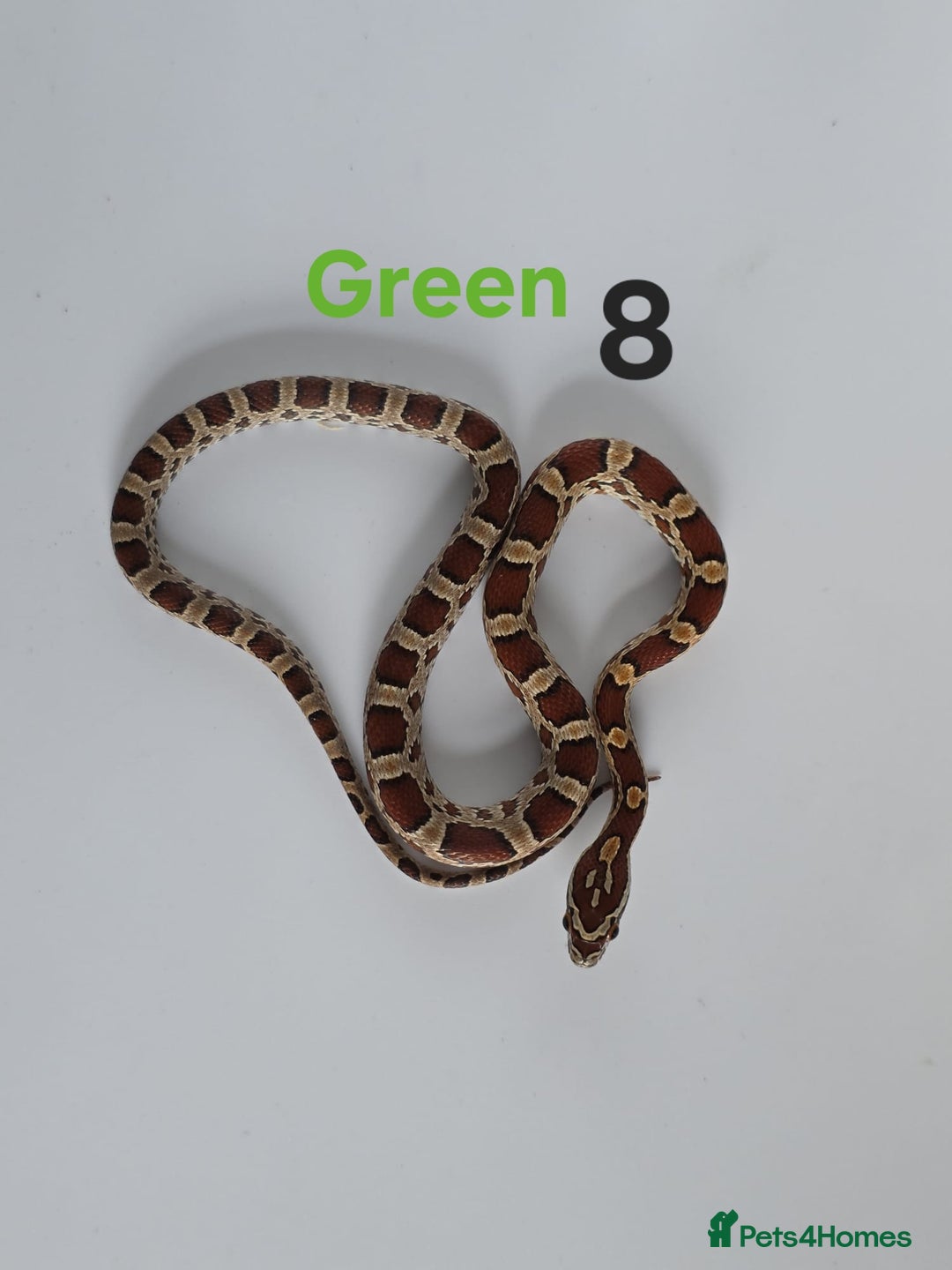 Corn Snake reptiles for sale: Baby Cornsnakes  - Advert 12