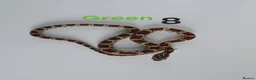 Corn Snake reptiles for sale: Baby Cornsnakes  - Advert 11