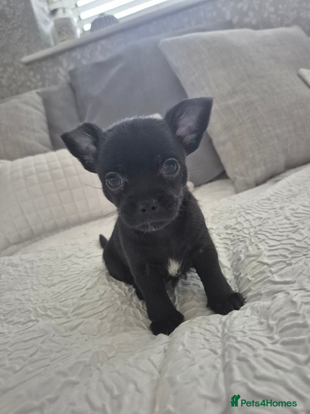 Chihuahua dogs for sale: 4 pure breed chihuahua, 2 merle  2 twins - Advert 22