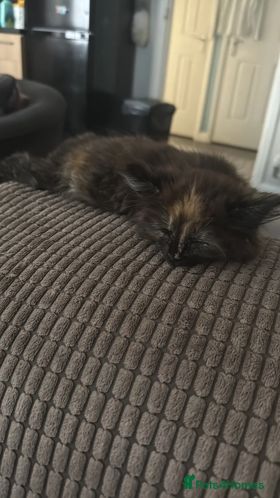Mixed Breed cats for sale: Mixed breed long hair tortoise  - Advert 8