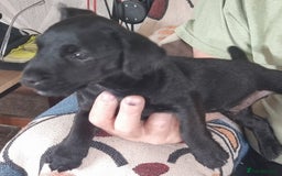Patterdale Terrier dogs for sale: Patterdale puppy  - Image 1