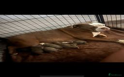 Olde English Bulldogge dogs for sale: Beautiful old English bulldog puppies  - Image 11