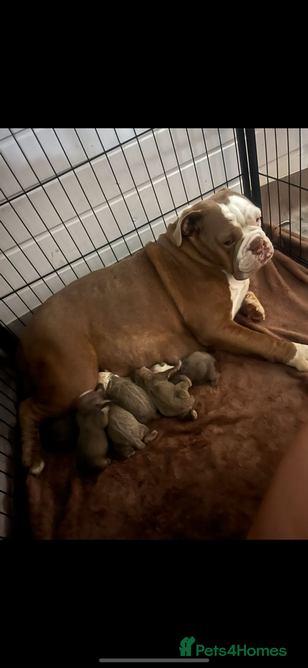 Olde English Bulldogge dogs for sale: Beautiful old English bulldog puppies  - Image 11