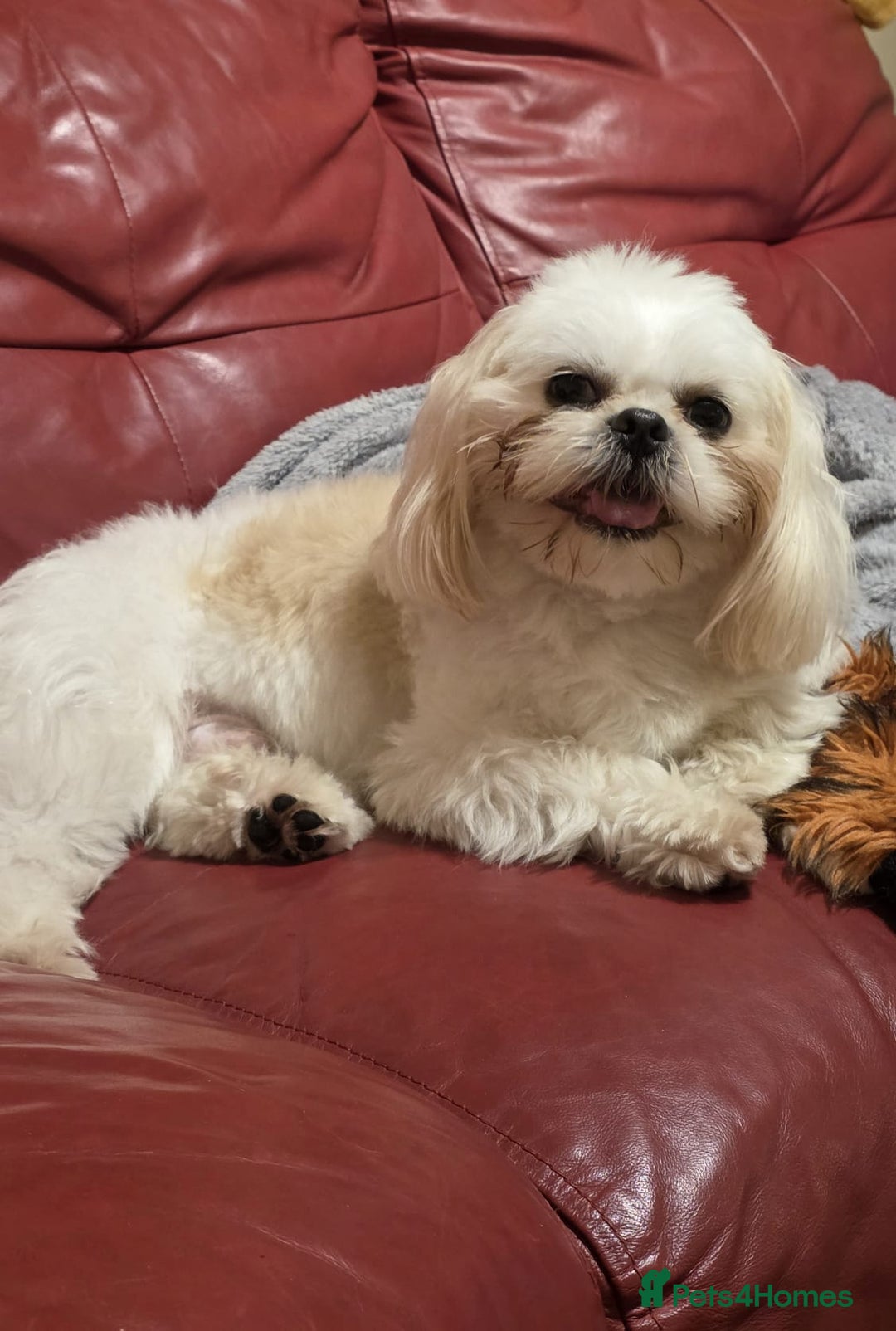 Shih Tzu dogs for stud: KC Registered STUD Shih Tzu | Proven Lineage - Advert 2