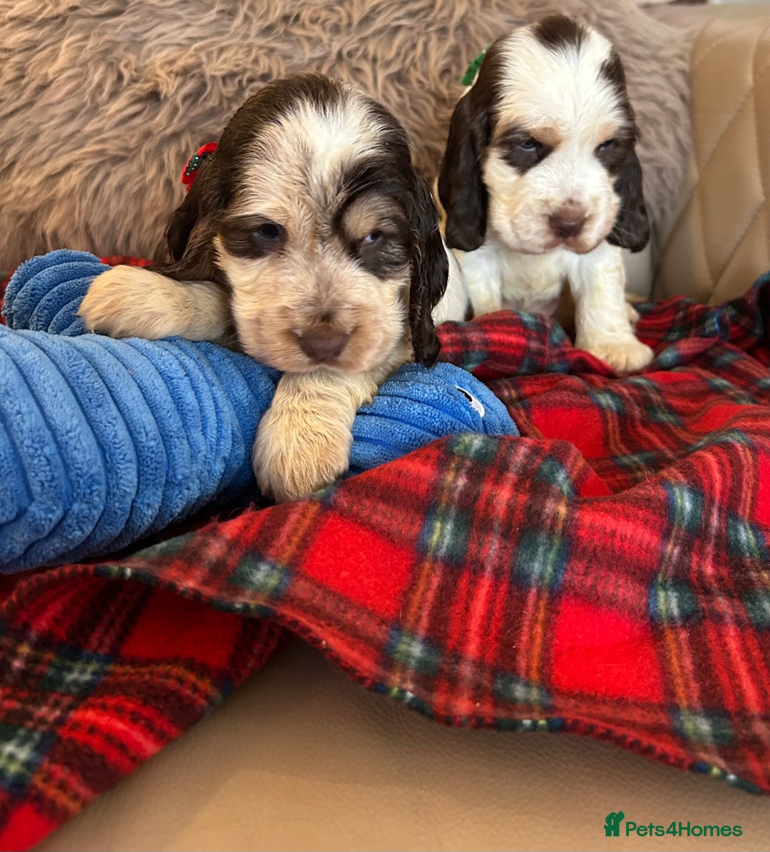 Cocker Spaniel dogs for sale: KC Show cocker spaniel pups chocolate Sable Roan   - Image 17