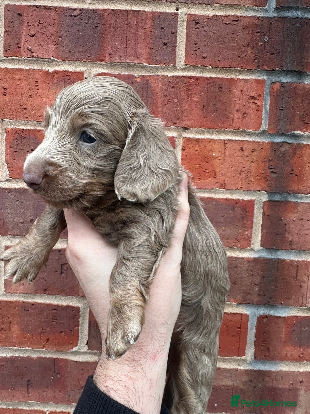 Miniature Dachshund dogs for sale: Miniature dachshund puppies - Advert 5