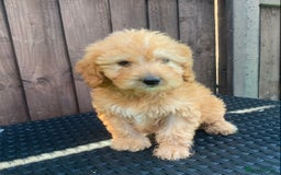 Cockapoo dogs for sale: 1 boy available F1 cockapoo puppy’s  - Image 4
