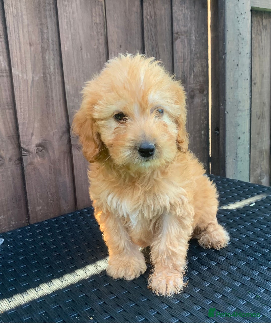 Cockapoo dogs for sale: 1 boy available F1 cockapoo puppy’s  - Image 4