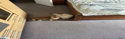 British Longhair cats for sale: NY12 Two Beautiful Female Cats Looking for Loving - Advert 10
