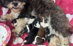 Shih Tzu dogs for sale: Imperial shih tzu puppies - Image 4