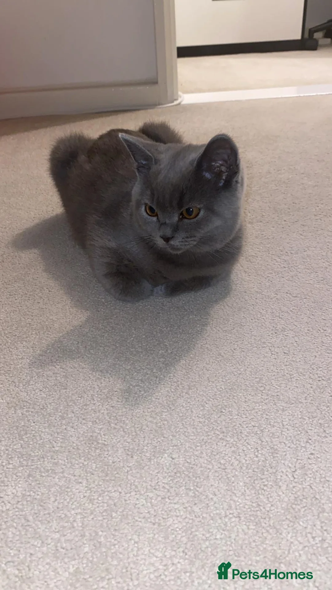 British Shorthair cats for sale: Casper. British shorthair. 10months - Advert 2