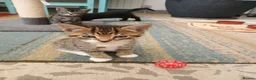 Mixed Breed cats for sale: Mixed breed Kittens for sale  - Advert 11