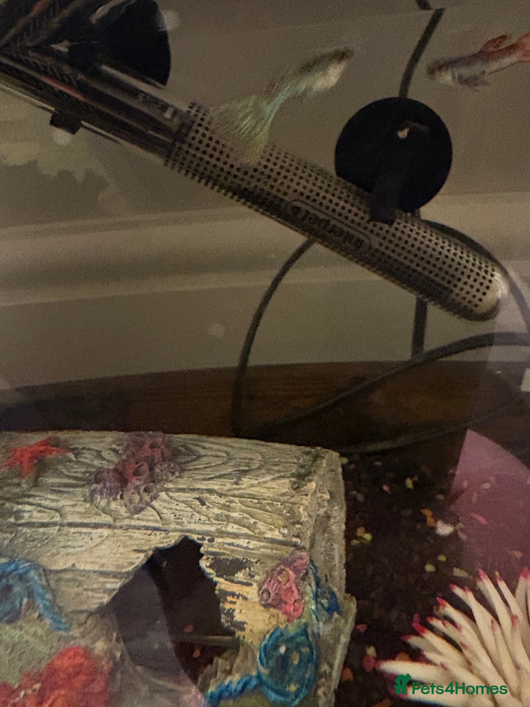 Rainbow Fish fish for sale: Full tank all equipment 3 Guppies 1 shrimp - Advert 3