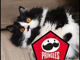 British Longhair cats GccfChampion black bi colour British longhair lady - Advert 7